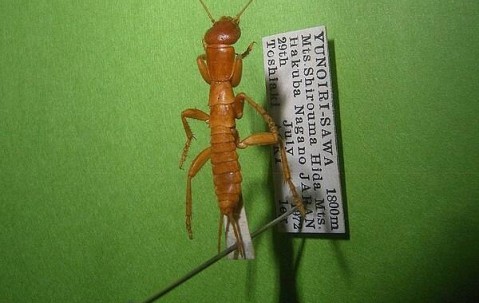 九游体育app-の中文是什么意思